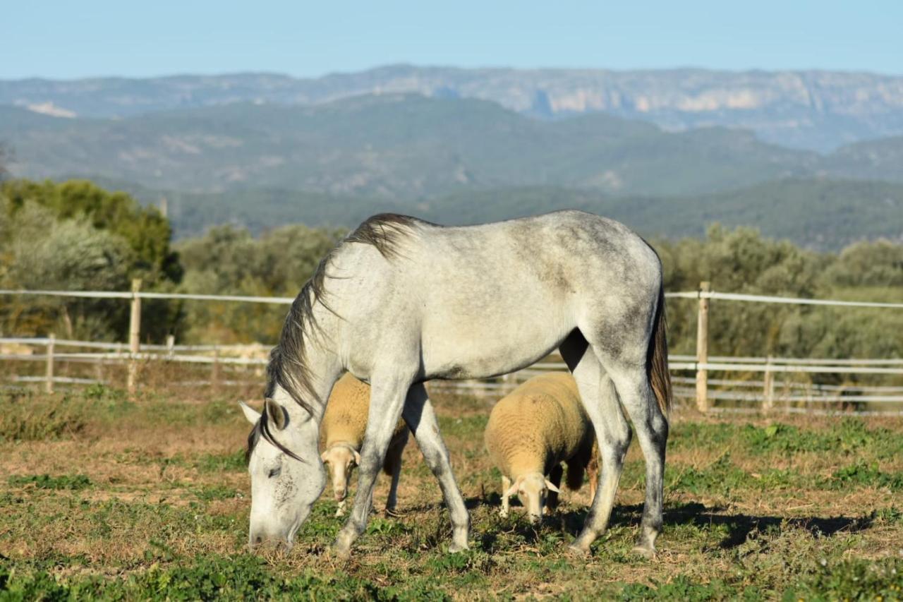 Casa Con Vistas, Piscina Y Animales De Granja, La Caseta Tarragona Exterior foto